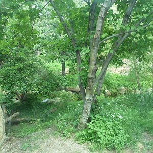 Big Cat Falls - Rotation Enclosure - Amur Leopard + Snow Leopard Exhibit