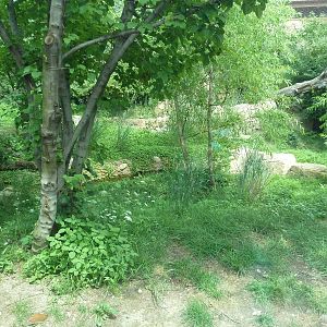 Big Cat Falls - Rotation Enclosure - Amur Leopard + Snow Leopard Exhibit