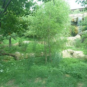 Big Cat Falls - Rotation Enclosure - Amur Leopard + Snow Leopard Exhibit