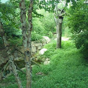 Big Cat Falls - Rotation Enclosure - Amur Leopard + Snow Leopard Exhibit