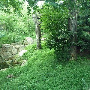 Big Cat Falls - Rotation Enclosure - Amur Leopard + Snow Leopard Exhibit