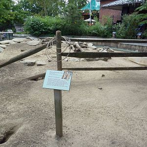 Black-Tailed Prairie Dog Exhibit