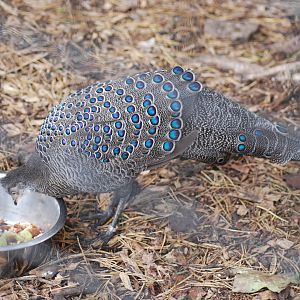Grey Peacock-pheasant