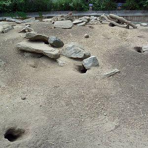 Black-Tailed Prairie Dog Exhibit