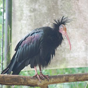 Northern Bald Ibis