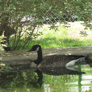 Canada Goose