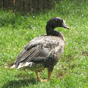 White fronted Goose