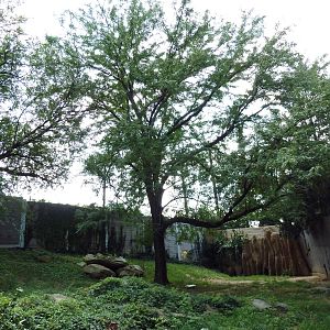 African Wild Dog Exhibit