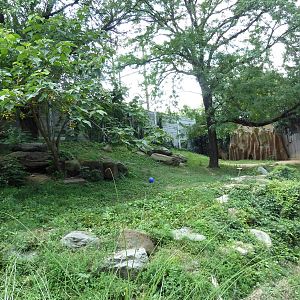 African Wild Dog Exhibit