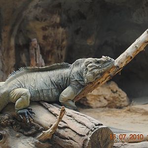 Horned ground iguana
