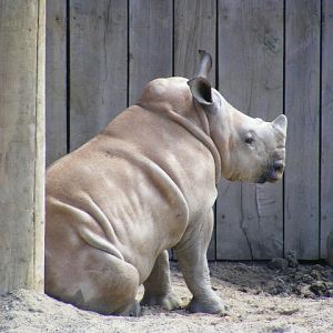 White rhino calf Ebun