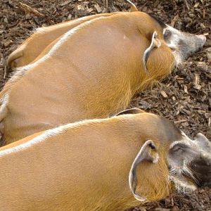 Red river hogs
