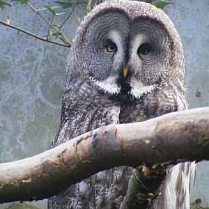 Great grey owl