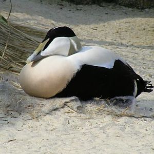 Common eider