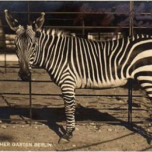 Cape mountain zebra