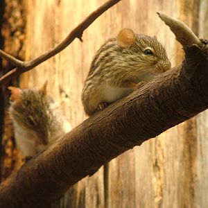 Barbary Grass Mouse at Frankfurt 31/08/10