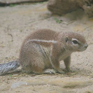 Cape Ground Squirrel at Frankfurt 31/08/10