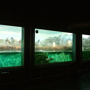 Gentoo Penguin Exhibit at Frankfurt 31/08/10