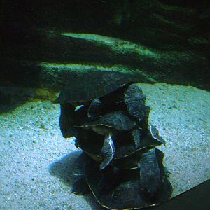 Turtle Stack at Frankfurt 31/08/10