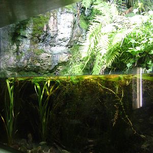 Native Aqua-Terrarium at Frankfurt 31/08/10