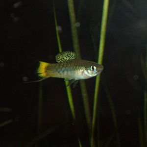 Delicate Swordtail at Frankfurt 31/08/10