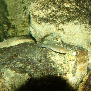 Desert Goby at Frankfurt 31/08/10