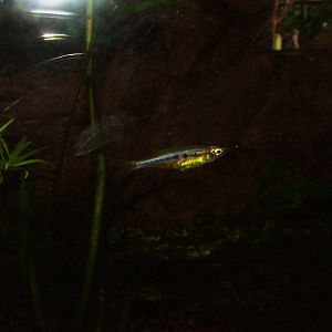 Dadio at Frankfurt 31/08/10