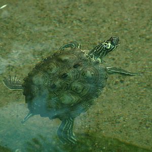 Black-knobbed Sawback Turtle at Frankfurt 31/08/10