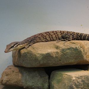 Kimberley Rock Monitor at Frankfurt 31/08/10