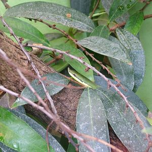 Argentine Long-nosed Snake at Frankfurt 31/08/10