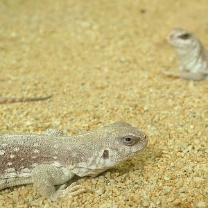 Desert Iguanas at Frankfurt 31/08/10
