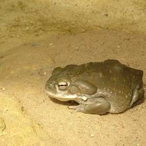 Colorado River Toad at Frankfurt 31/08/10