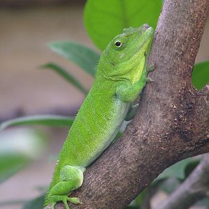 Jamaican Giant Anole at Frankfurt 31/08/10