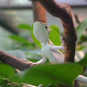Serrated Casque-headed Lizard at Frankfurt 31/08/10
