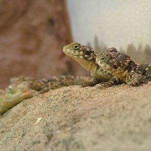 Orange-spotted Agama at Frankfurt 31/08/10
