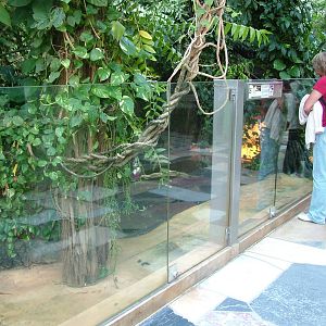 Crocodile Exhibit at Frankfurt 31/08/10