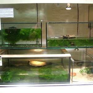 Nursery Tanks at Frankfurt 31/08/10