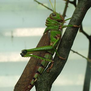 Giant Grasshopper at Frankfurt 31/08/10