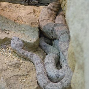 Rock Rattlesnake at Frankfurt 31/08/10