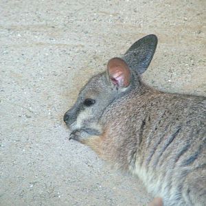 Tammar Wallaby at Frankfurt 31/08/10