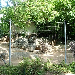 Wallaby Exhibit at Frankfurt 31/08/10