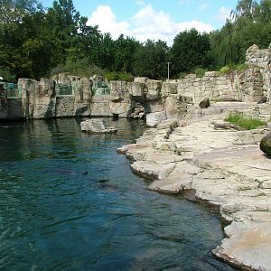 Fur Seal Exhibit at Frankfurt 31/08/10