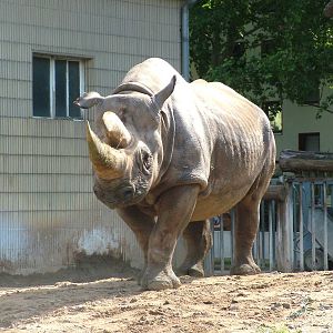 Southern Black Rhino at Frankfurt 31/08/10