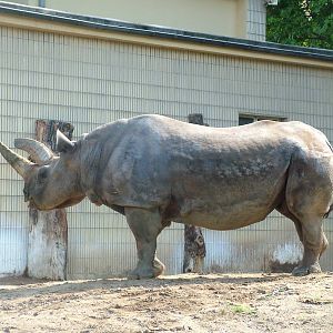 Southern Black Rhino at Frankfurt 31/08/10