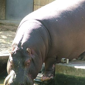 Common Hippo at Frankfurt 31/08/10