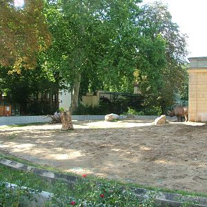 Rhino Paddock at Frankfurt 31/08/10