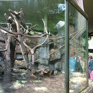 Bonobo Indoor Exhibit at Frankfurt 31/08/10