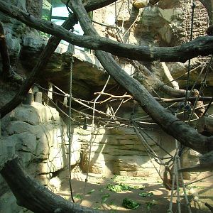 Sumatran Orang-Utan Indoor Exhibit at Frankfurt 31/08/10