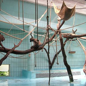 Long-haired Spider Monkey Indoor Exhibit at Frankfurt 31/08/10