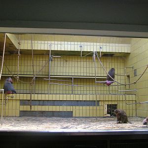 Hamadryas Baboon Indoor Exhibit at Frankfurt 31/08/10